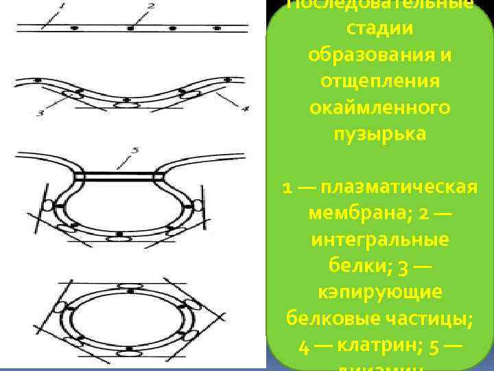 Последовательные стадии образования и отщепления окаймленного пузырька 1 — плазматическая мембрана; 2 — интегральные