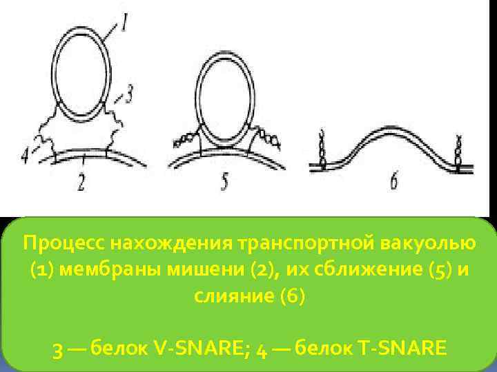 Процесс нахождения транспортной вакуолью (1) мембраны мишени (2), их сближение (5) и слияние (6)