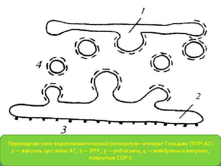 Переходная зона эндоплазматический ретикулум—аппарат Гольджи (ЭПР-АГ): 1 — вакуоль цис-зоны АГ; 2 — ЭПР;