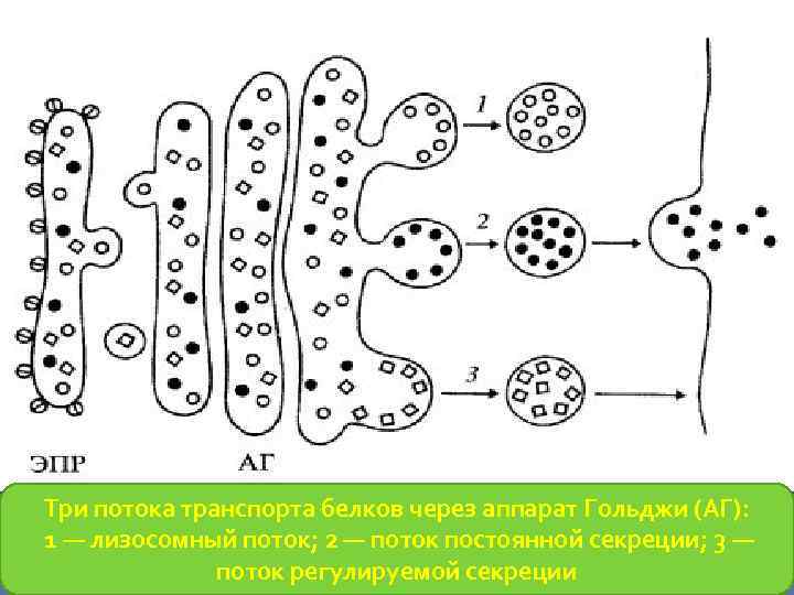 Три потока транспорта белков через аппарат Гольджи (АГ): 1 — лизосомный поток; 2 —