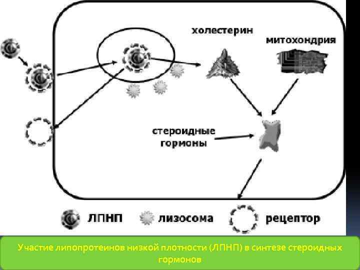 Механизм действия гормонов на клетку. Механизм действия гормонов на клетки мишени на примере инсулина. Механизм действия на клетки-мишени.