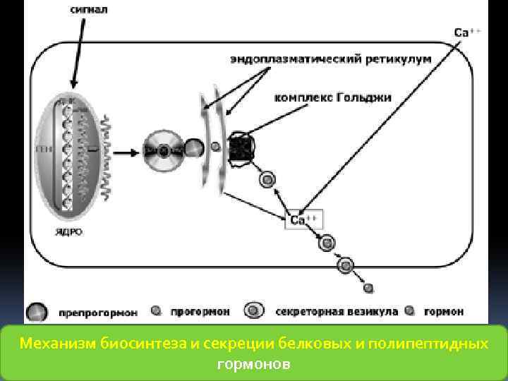 Механизм биосинтеза и секреции белковых и полипептидных гормонов 