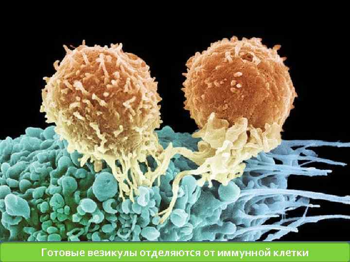 Готовые везикулы отделяются от иммунной клетки 