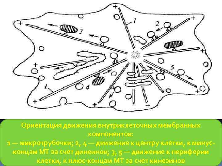 Ориентация движения внутриклеточных мембранных компонентов: 1 — микротрубочки; 2, 4 — движение к центру