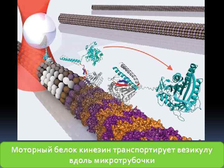 Моторный белок кинезин транспортирует везикулу вдоль микротрубочки 
