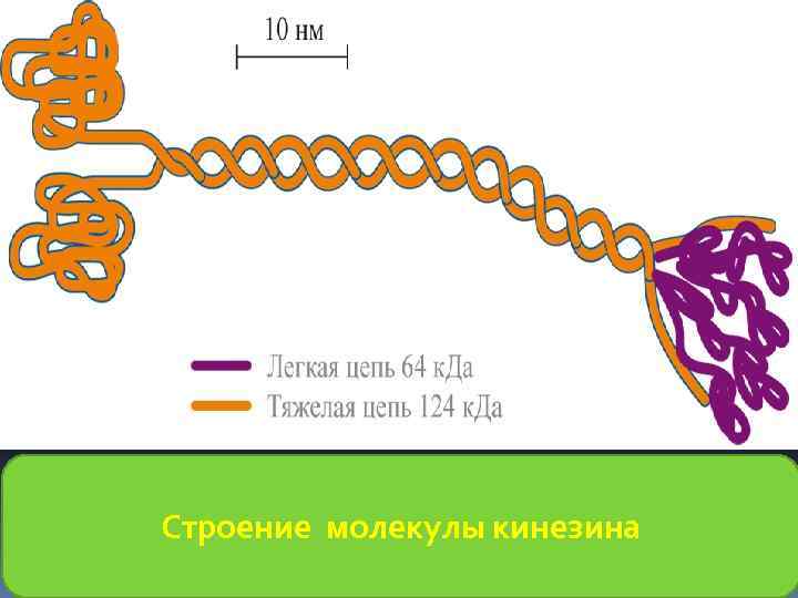 Строение молекулы кинезина 