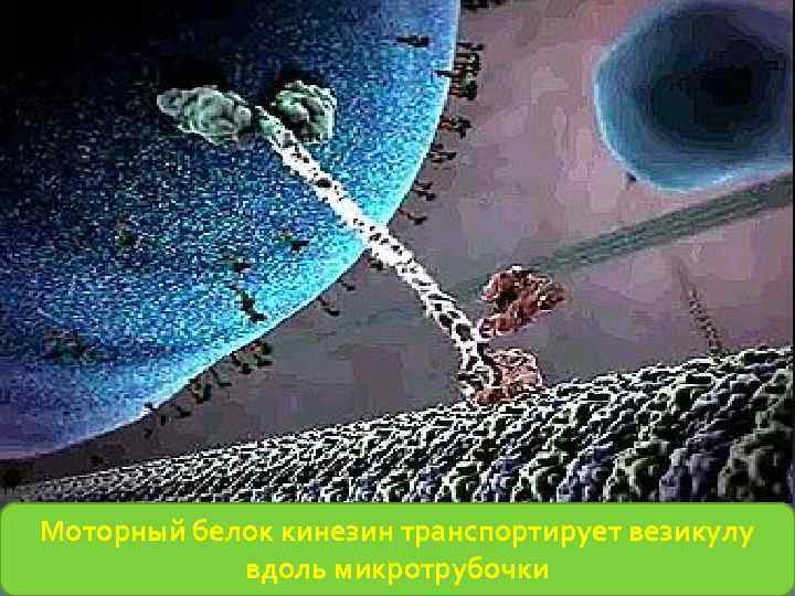 Моторный белок кинезин транспортирует везикулу вдоль микротрубочки 