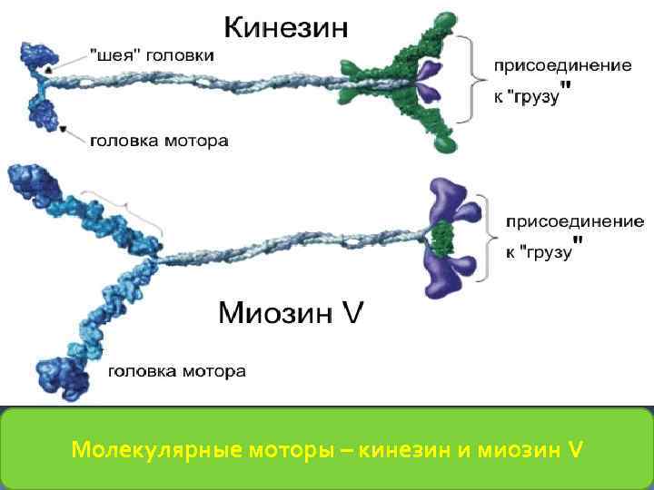 Молекулярные моторы – кинезин и миозин V 