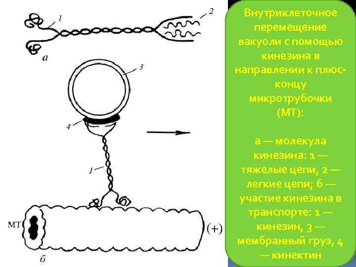 Внутриклеточное перемещение вакуоли с помощью кинезина в направлении к плюсконцу микротрубочки (МТ): а —