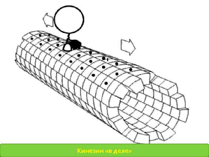Кинезин «в деле» 