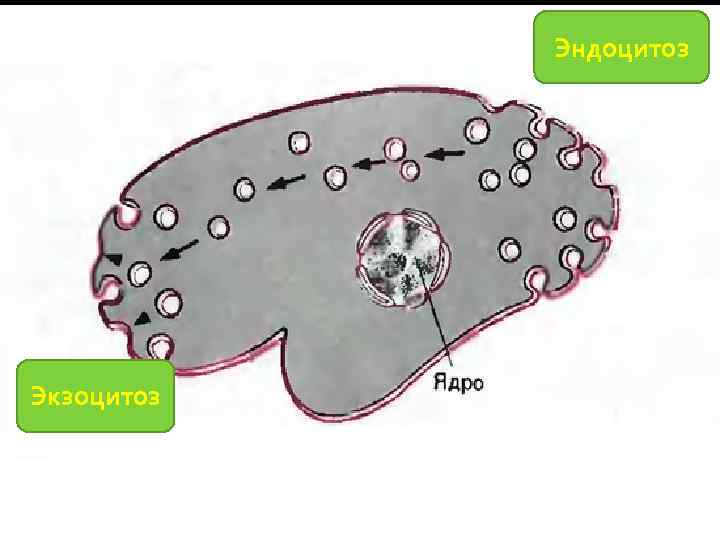 Эндоцитоз Экзоцитоз 