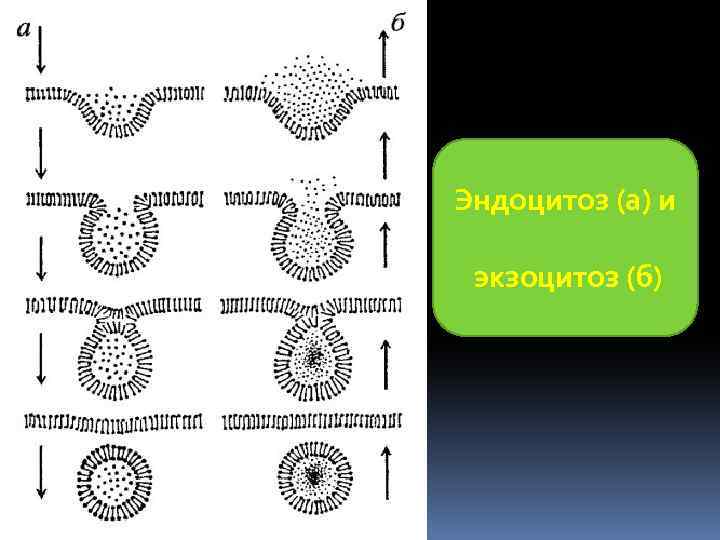 Эндоцитоз (а) и экзоцитоз (б) 
