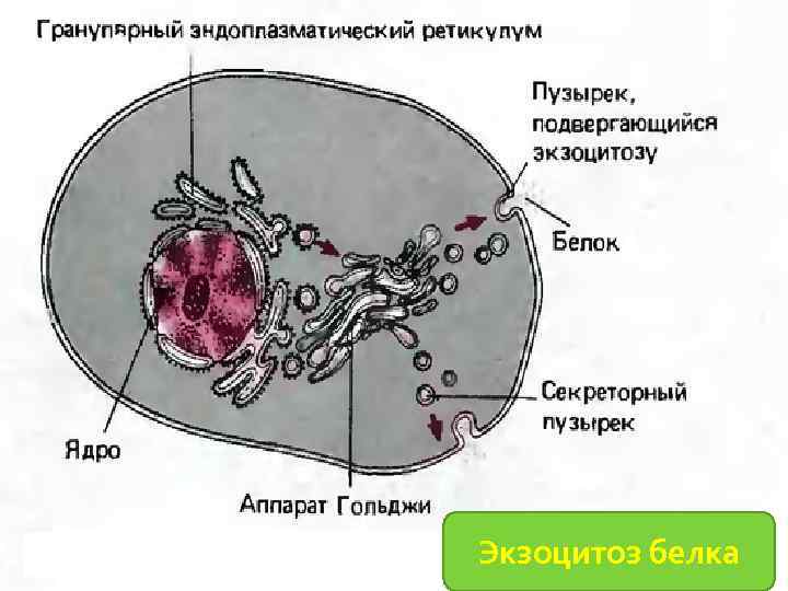 Экзоцитоз белка 