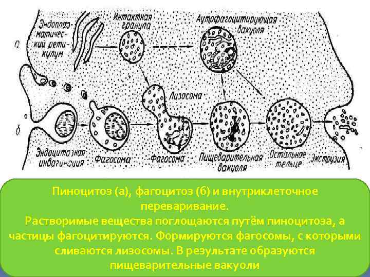 Внутриклеточное пищеварение рисунок