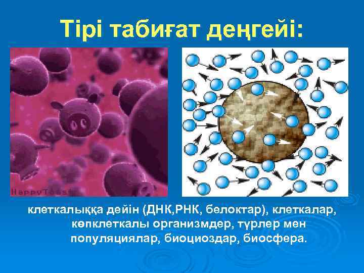 Тірі табиғат деңгейі: клеткалыққа дейін (ДНК, РНК, белоктар), клеткалар, көпклеткалы организмдер, түрлер мен популяциялар,