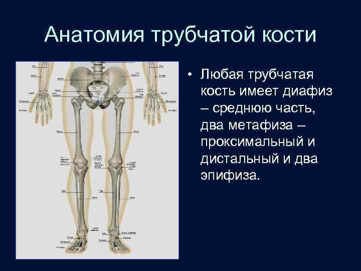 Анатомия трубчатой кости • Любая трубчатая кость имеет диафиз – среднюю часть, два метафиза