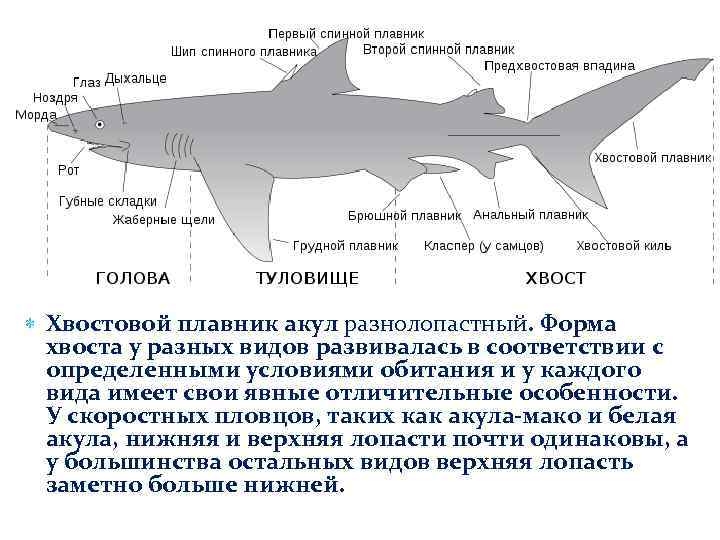  Хвостовой плавник акул разнолопастный. Форма хвоста у разных видов развивалась в соответствии с