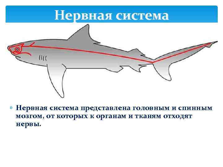 Нервная система представлена головным и спинным мозгом, от которых к органам и тканям отходят