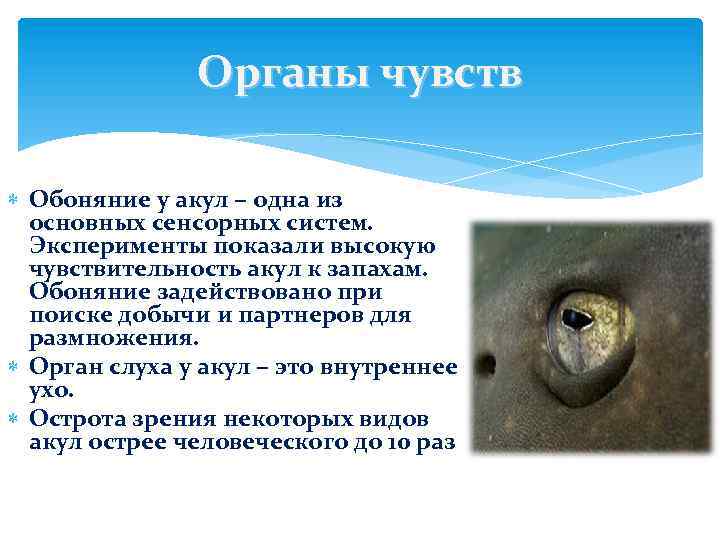 Органы чувств Обоняние у акул − одна из основных сенсорных систем. Эксперименты показали высокую