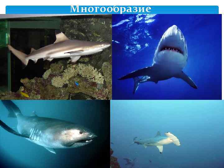 Многообразие 