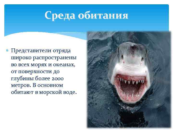 Среда обитания Представители отряда широко распространены во всех морях и океанах, от поверхности до