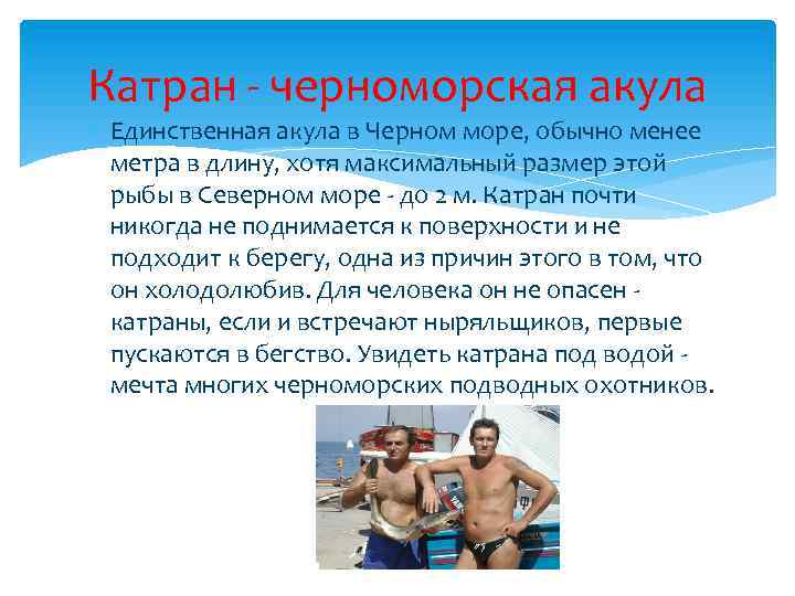 Катран - черноморская акула Единственная акула в Черном море, обычно менее метра в длину,