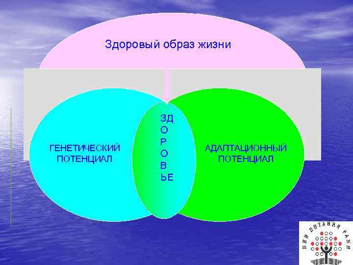 Здоровый образ жизни ГЕНЕТИЧЕСКИЙ ПОТЕНЦИАЛ ЗД О Р О В ЬЕ АДАПТАЦИОННЫЙ ПОТЕНЦИАЛ 