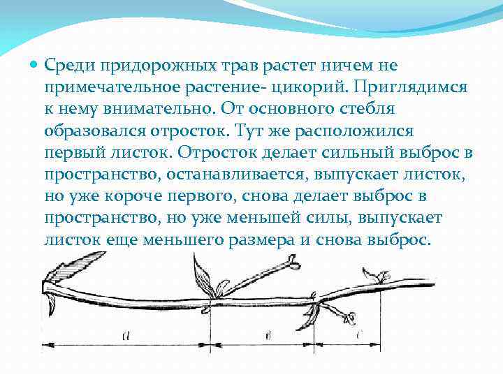  Среди придорожных трав растет ничем не примечательное растение- цикорий. Приглядимся к нему внимательно.