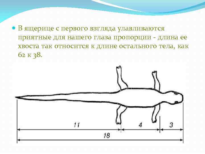  В ящерице с первого взгляда улавливаются приятные для нашего глаза пропорции - длина