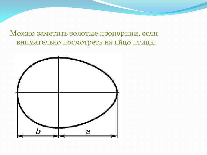 Чертеж яйца с размерами