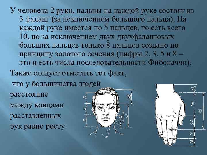 У человека 2 руки, пальцы на каждой руке состоят из 3 фаланг (за исключением