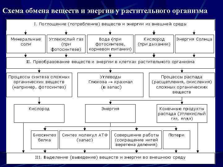 Схема обмена энергии в организме