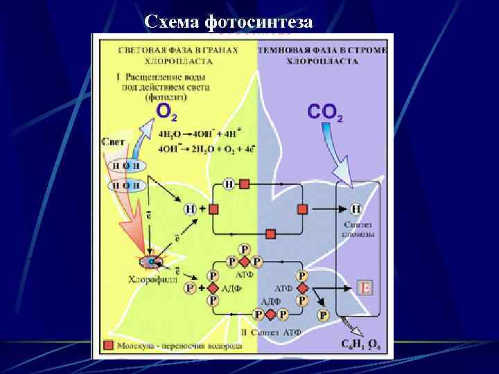 Схема фотосинтеза 