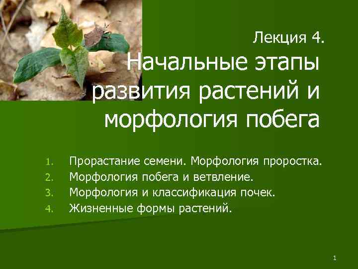 Лекция 4. Начальные этапы развития растений и морфология побега 1. 2. 3. 4. Прорастание