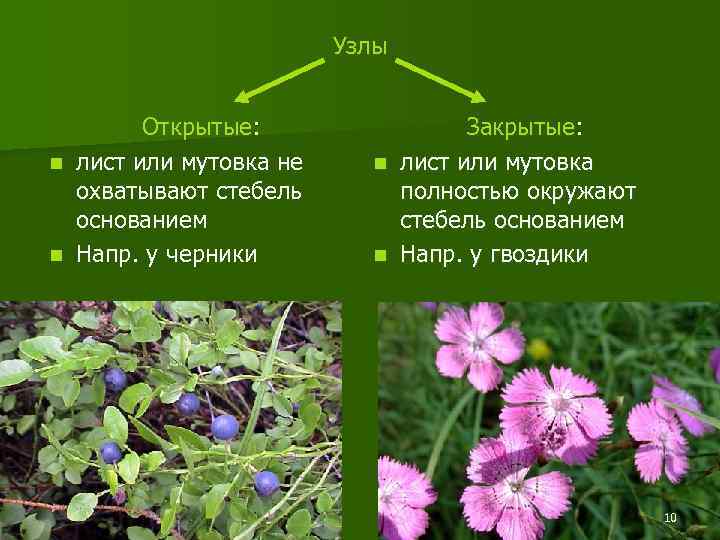 Узлы Открытые: n лист или мутовка не охватывают стебель основанием n Напр. у черники