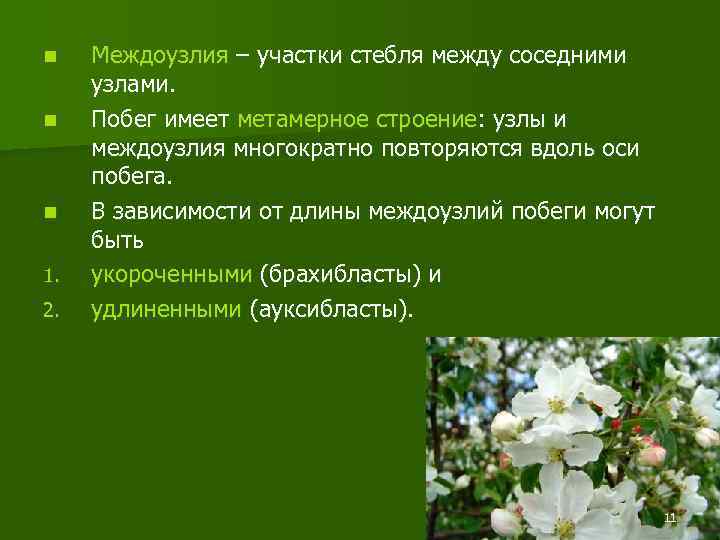 n n n 1. 2. Междоузлия – участки стебля между соседними узлами. Побег имеет