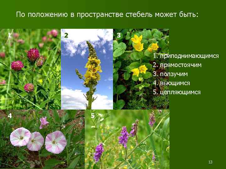По положению в пространстве стебель может быть: 1 2 3 1. приподнимающимся 2. прямостоячим