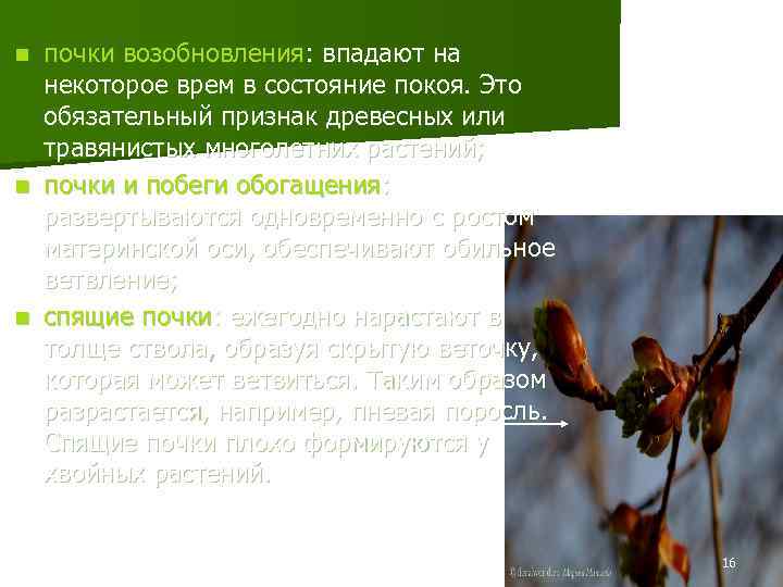 почки возобновления: впадают на некоторое врем в состояние покоя. Это обязательный признак древесных или