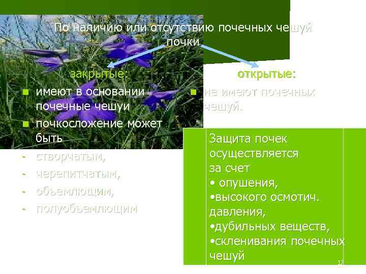 По наличию или отсутствию почечных чешуй почки n n - закрытые: имеют в основании