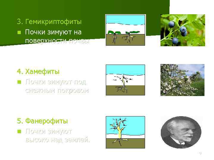 3. Гемикриптофиты n Почки зимуют на поверхности почвы 4. Хамефиты n Почки зимуют под