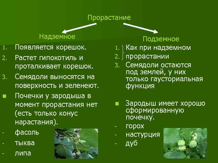 Прорастание 1. 2. 3. n - Надземное Появляется корешок. Растет гипокотиль и проталкивает корешок.
