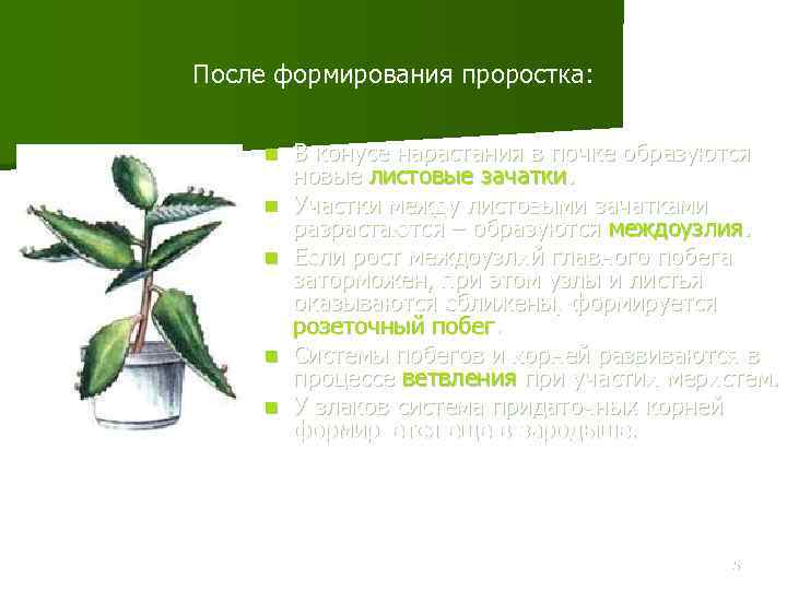 После формирования проростка: n n n В конусе нарастания в почке образуются новые листовые