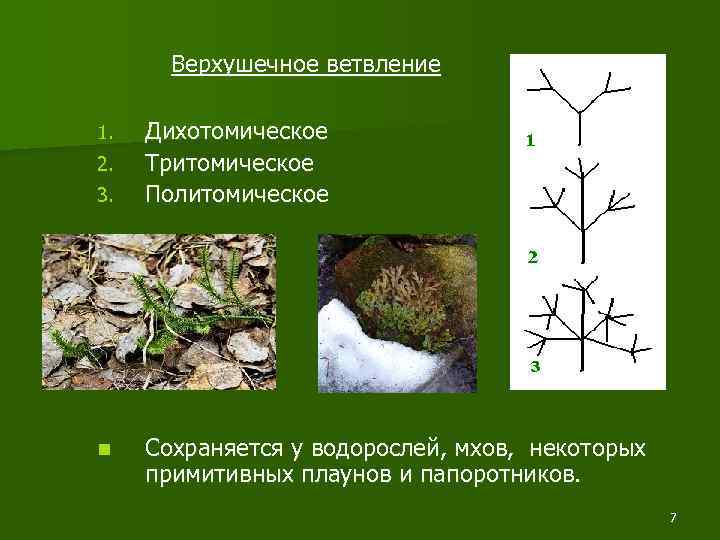 Верхушечное ветвление 1. 2. 3. n Дихотомическое Тритомическое Политомическое Сохраняется у водорослей, мхов, некоторых
