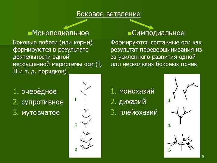 Боковое ветвление n. Моноподиальное Боковые побеги (или корни) формируются в результате деятельности одной верхушечной
