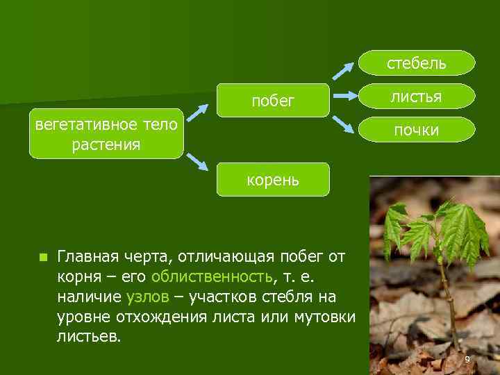 Стебель лист корень почки