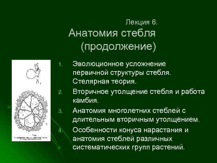 Лекция 6. Анатомия стебля (продолжение) 1. 2. 3. 4. Эволюционное усложнение первичной структуры стебля.