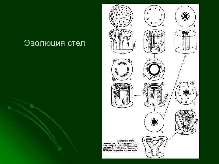 Эволюция стел 