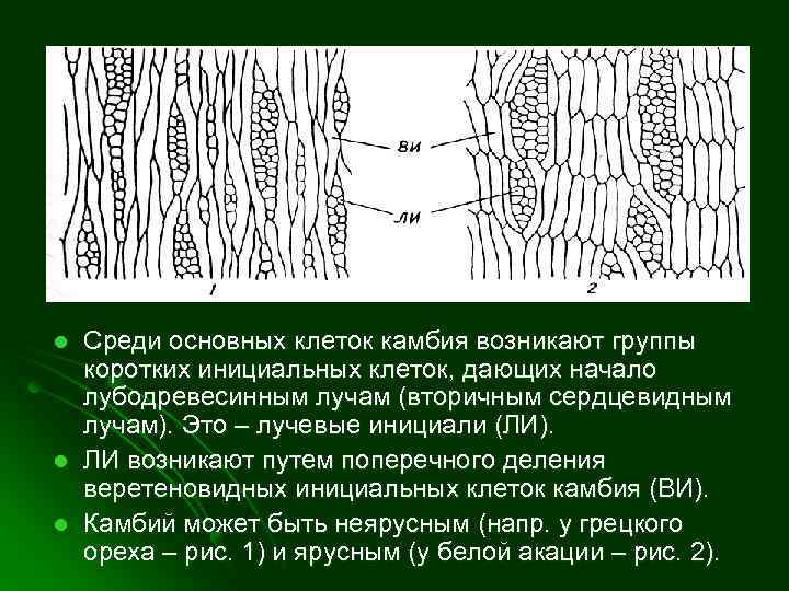 Рисунок клеток камбия в продольном сечении лучевые и веретеновидные инициальные клетки