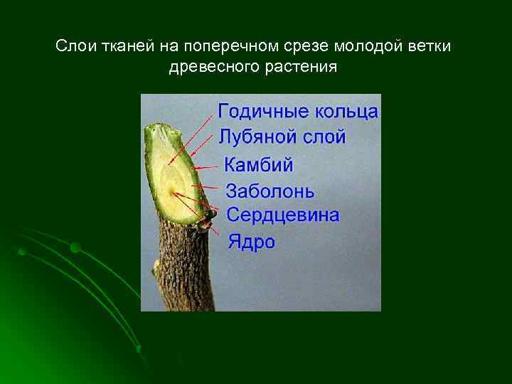 Слои тканей на поперечном срезе молодой ветки древесного растения 
