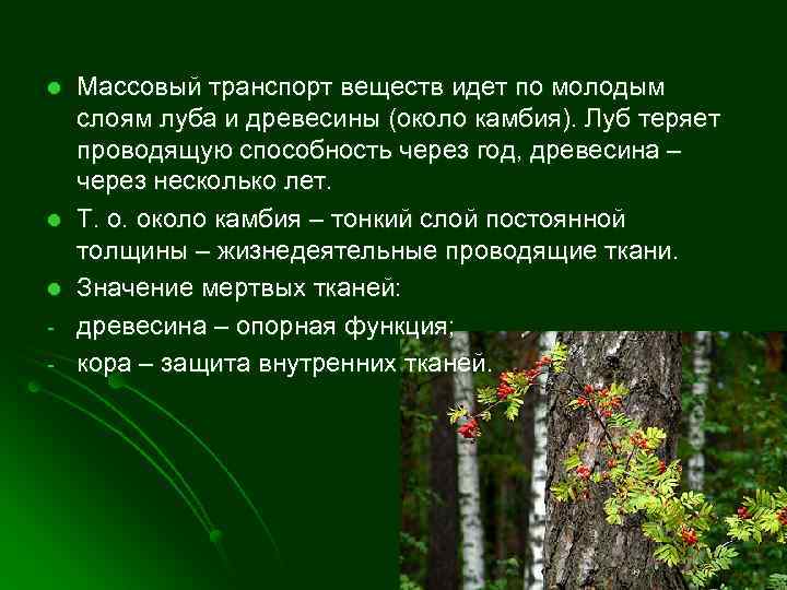 l l l - Массовый транспорт веществ идет по молодым слоям луба и древесины